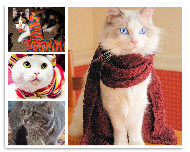 Cats in Scarves