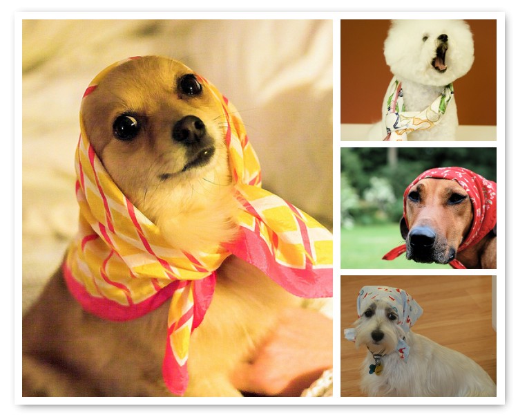 Dogs in Scarves