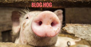 Why My Blog is a Hog and Tips for YOU